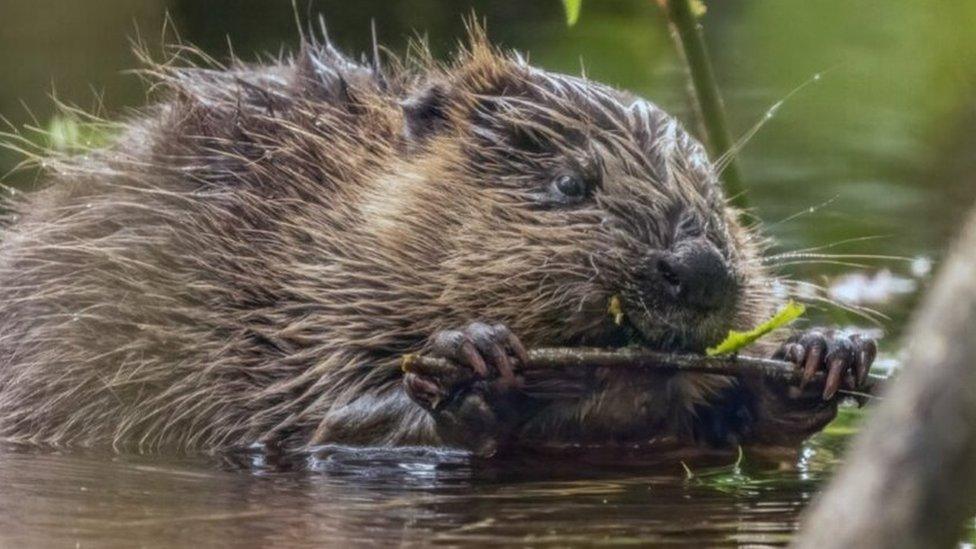 Beaver on Exmoor