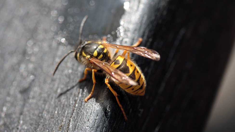 A wasp on a pub table.