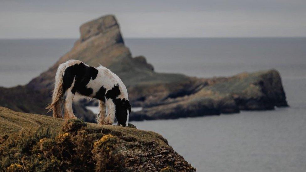 horse grazing on cliff at Rhossili