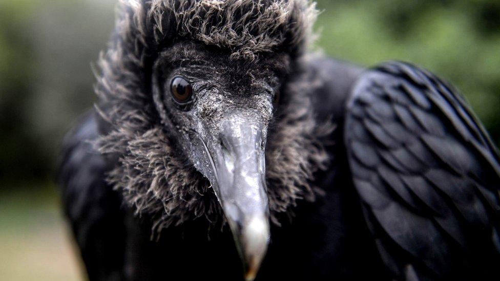 A vulture