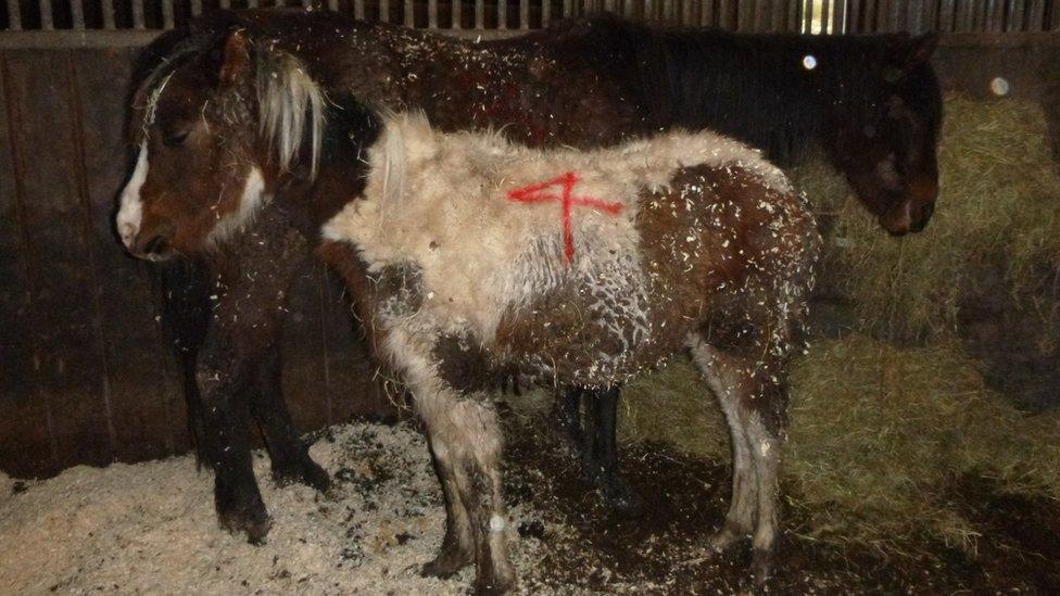 Neglected horse