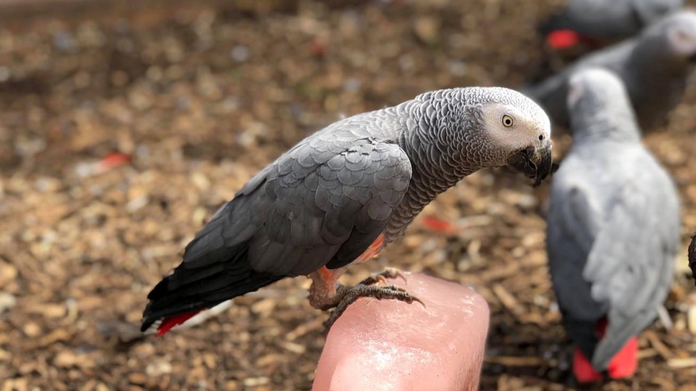 African Grey parrot perched on ice block.