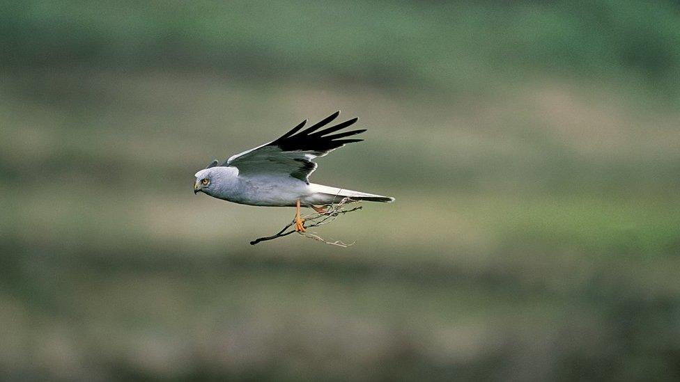 Hen harrier in flight