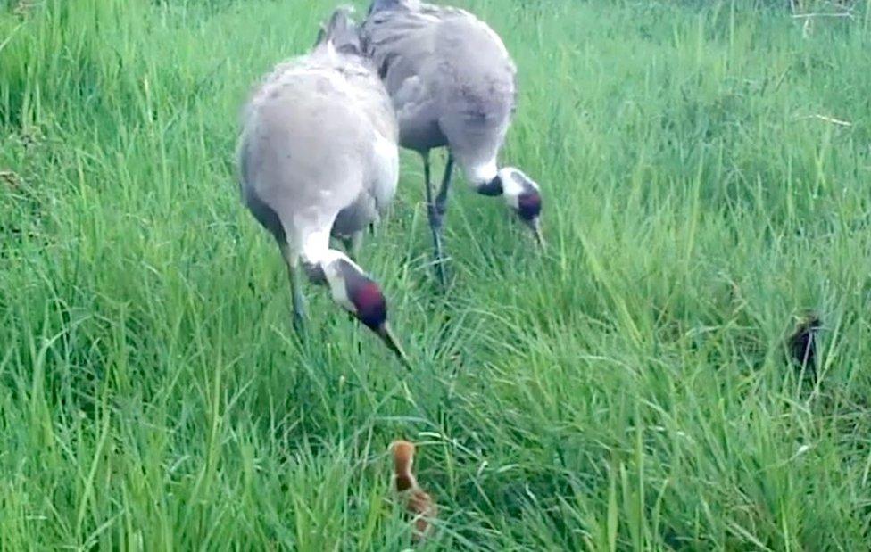 Cranes with chick