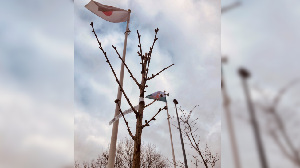 Cherry tree with Japanese and Welsh flags flying next to it