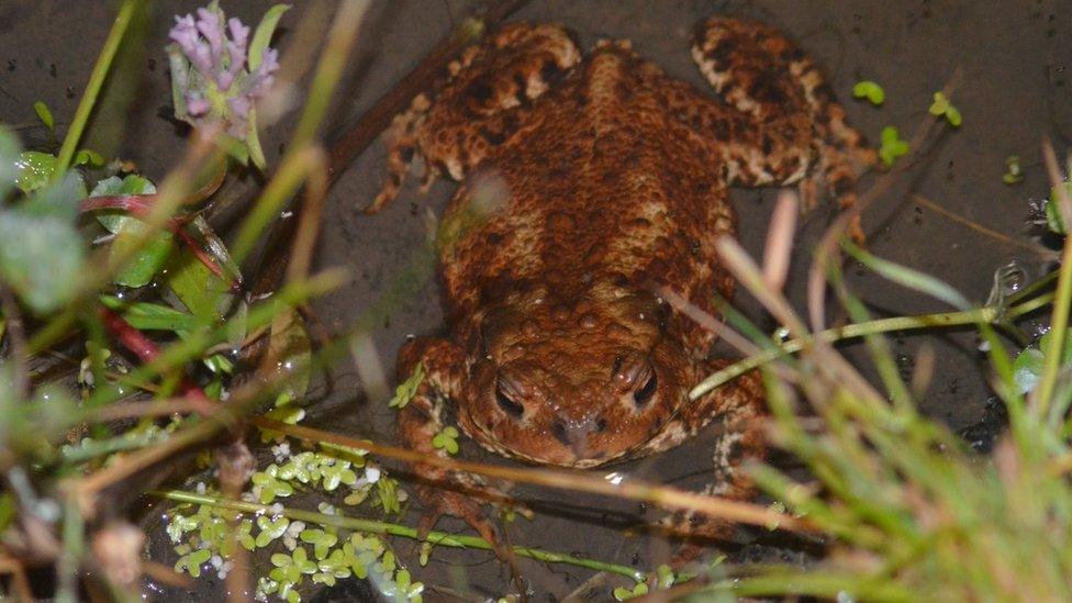 common toad