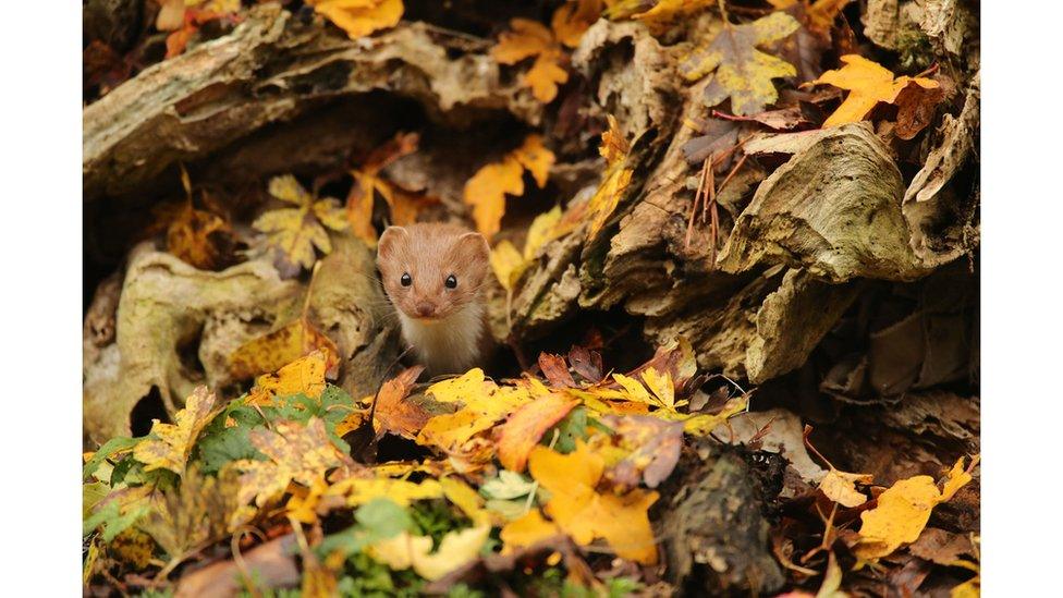 Common weasel, North Yorkshire, England