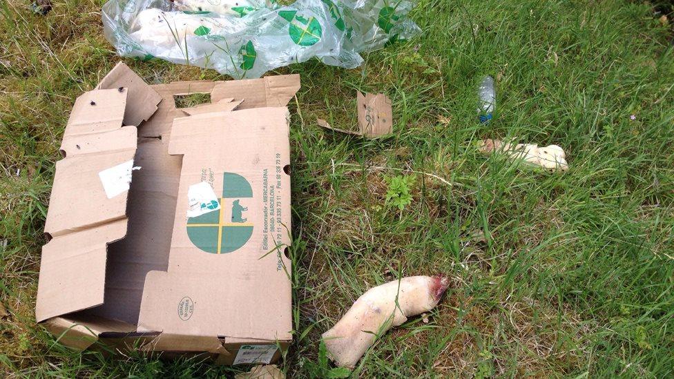 boxes of rotting calfs' legs