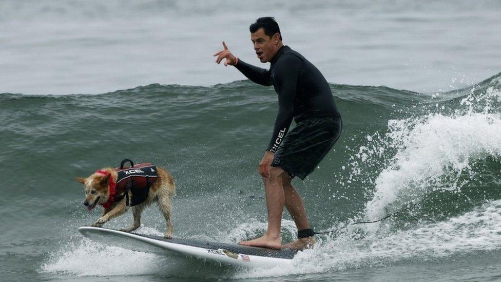 surfing dog and its owner