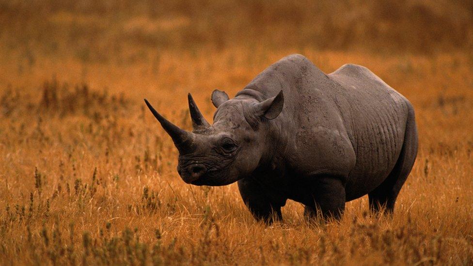 Black rhino