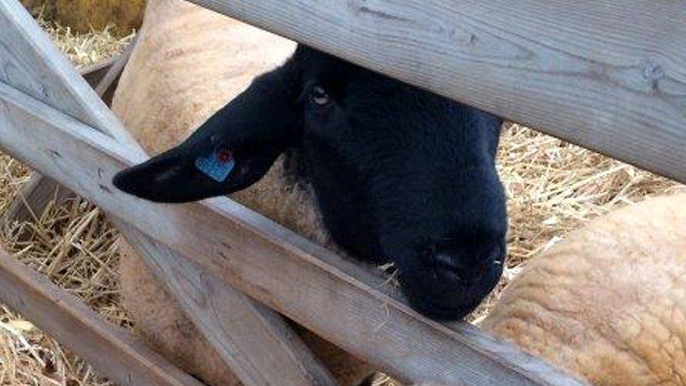 Suffolk sheep