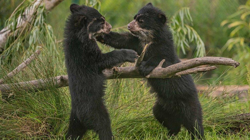 Andean cubs