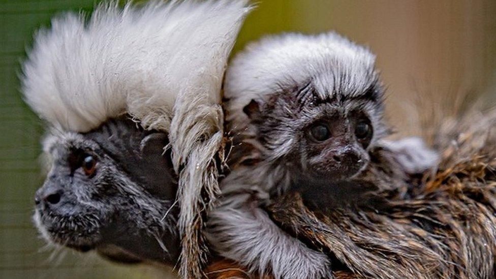 A fluffy, critically endangered baby cotton-top tamarin is protectively carried around by dad Leo at Chester Zoo