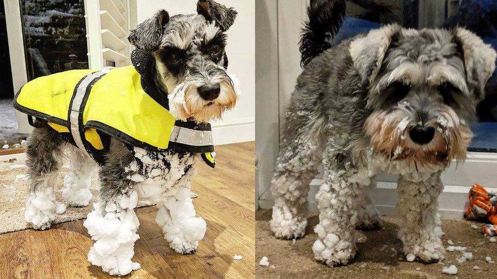 Two dogs called Lola with snow up to their furry armpits