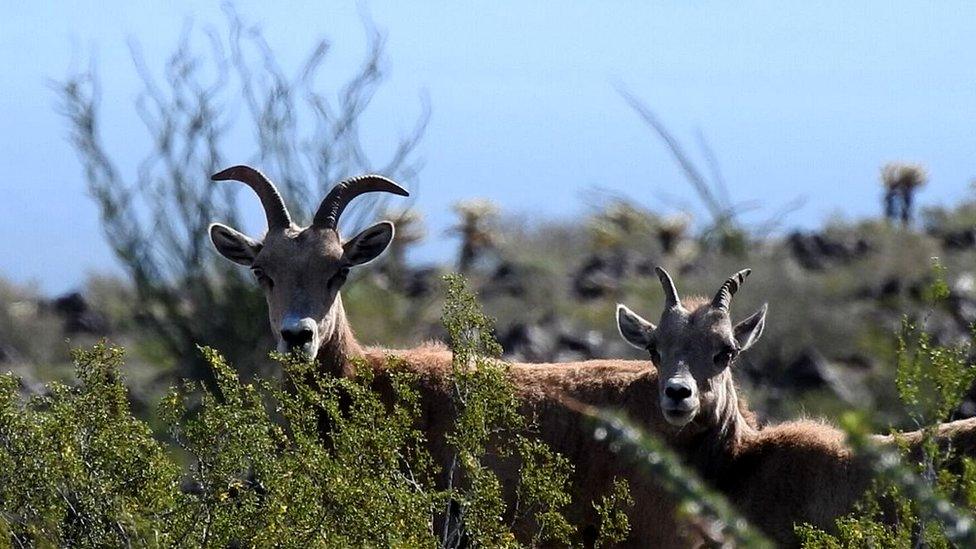 Bighorn sheep (c) Andrew Antaya