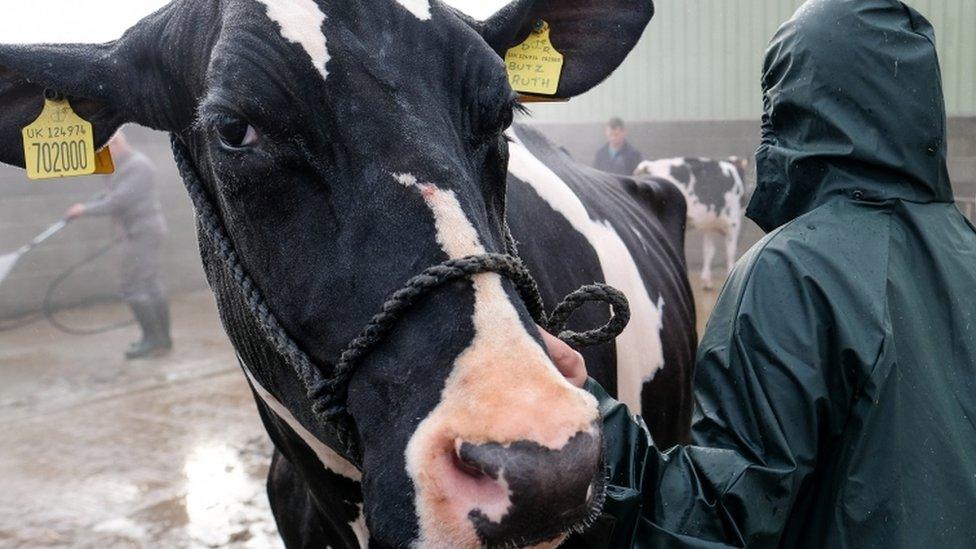 Cow at Great Yorkshire Show