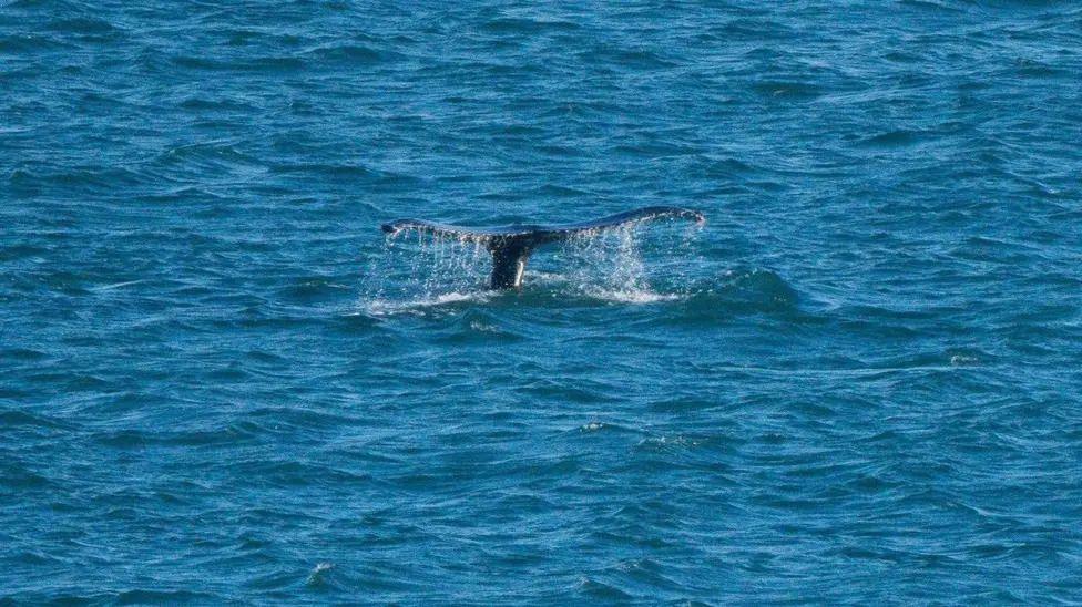 whale fin coming out of water