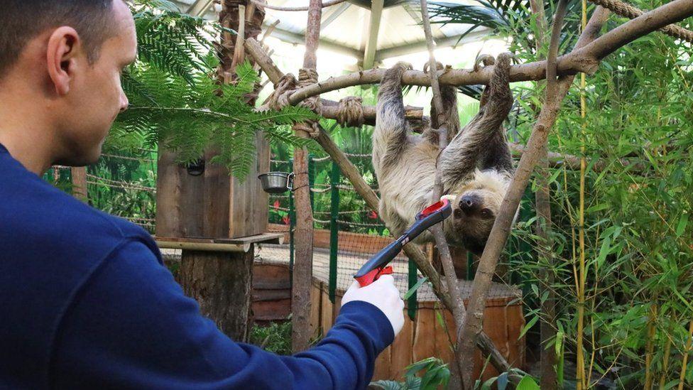 A man in a blue jumper feeds a sloth with tongs. The sloth is anging upside-down from a branch.