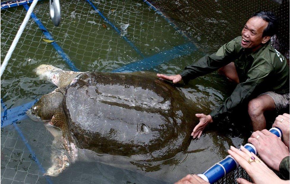 A giant soft-shell turtle (Rafetus swinhoei) which is considered a sacred symbol of Vietnamese independence is guided into a cage for a health check by handlers at Hoan Kiem lake in the heart of Hanoi. Thousands of onlookers cheered in central Hanoi on 3 April 2011 when rescuers captured for treatment the ailing and ancient giant turtle.