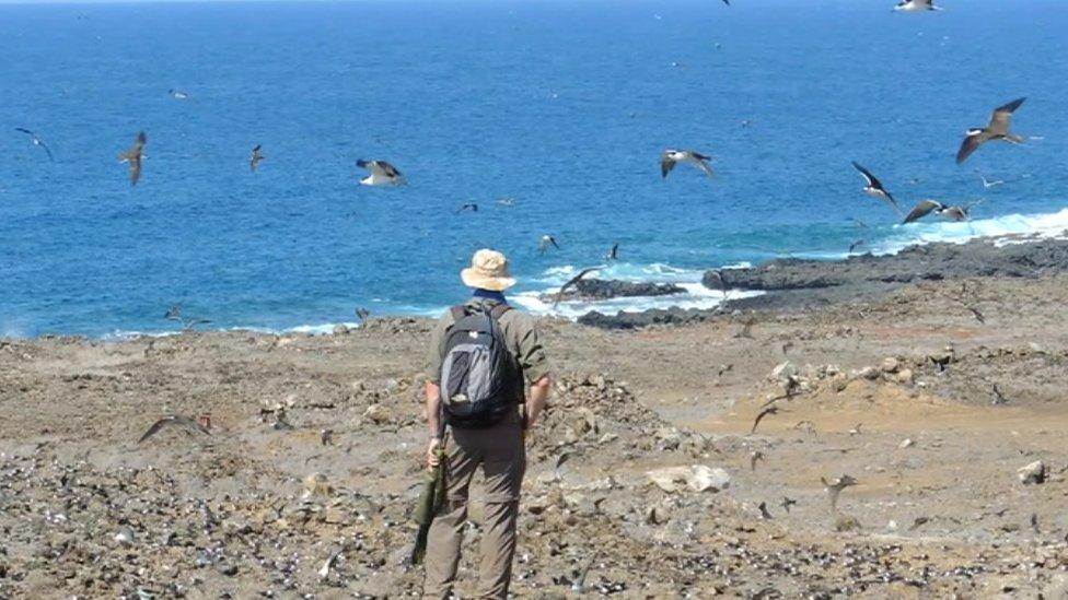 Ascension Island and birds