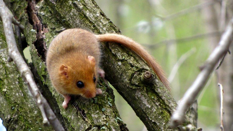 hazel dormouse on a tree