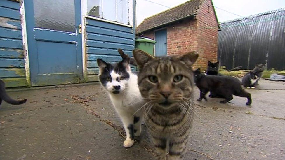 Some of the cats on the farm