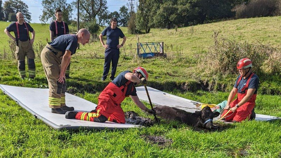 Calf being rescued