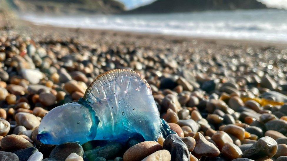 Portuguese man-of-war at Worbarrow Bay