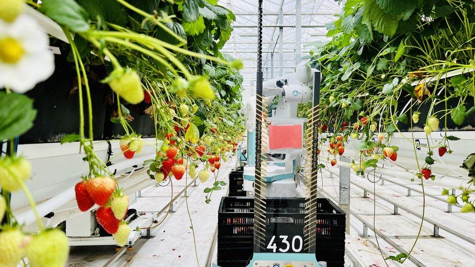 Strawberries grown in Lincolnshire out-of-season