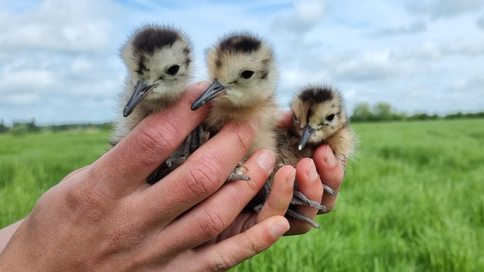 Three baby birds with long beaks being held up