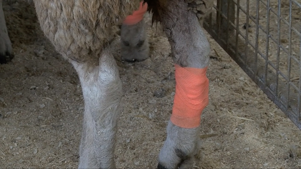 Fitted tracker on sheep's leg