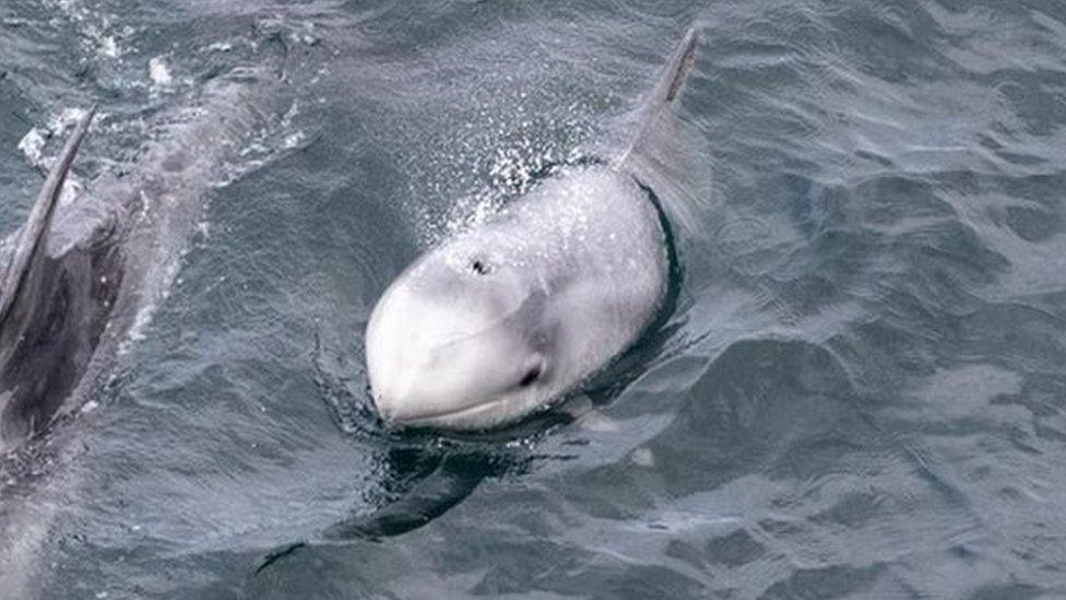 Risso's dolphins