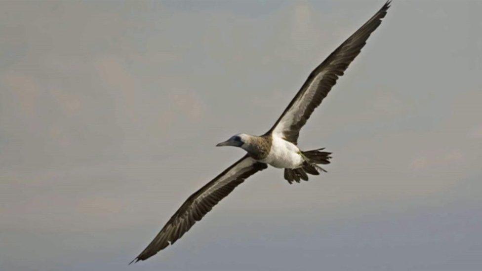 Brown booby