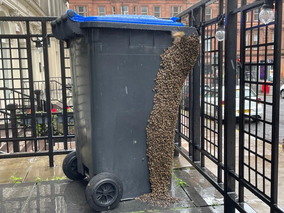 bee bin