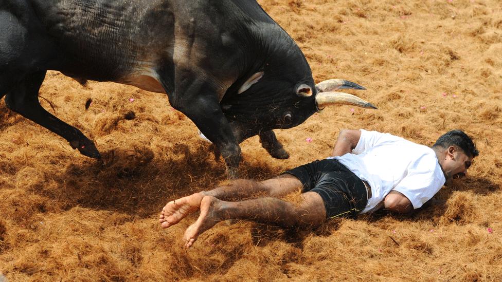 Jallikattu contest in Tamil Nadu (file photo)