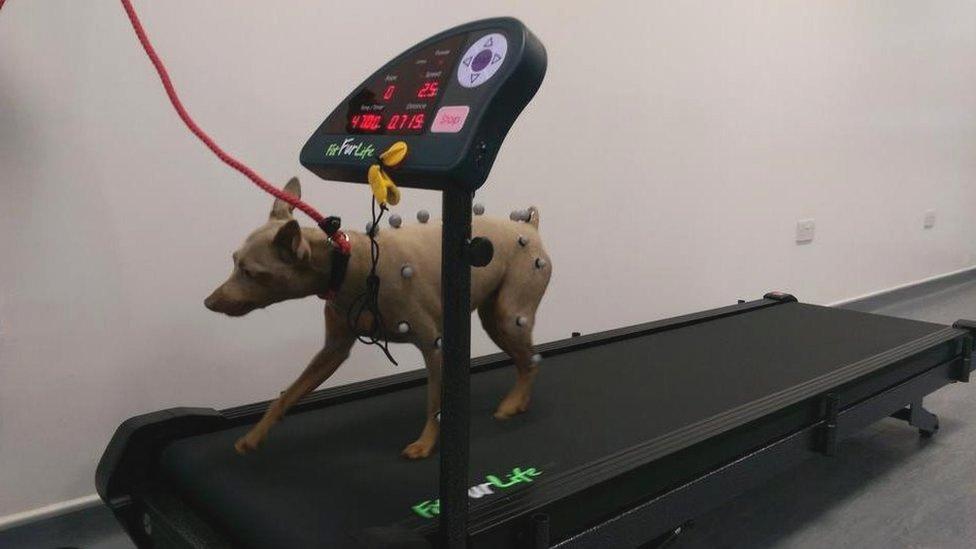 A dog with motion capture sensors