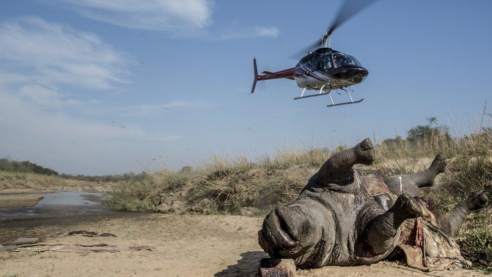 A helicopter near the carcass of a poached and mutilated white rhino on the banks of a river in Kruger National Park in South Africa - April 2014