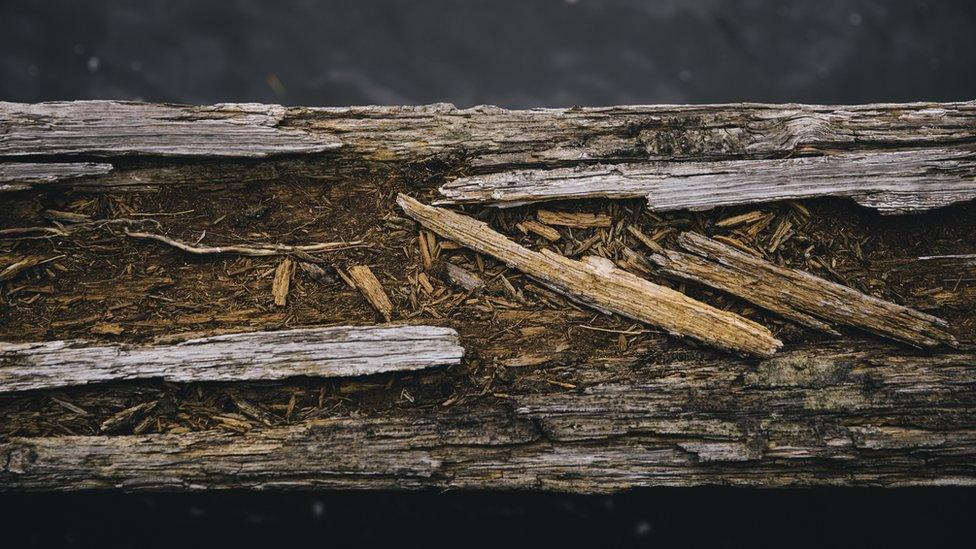 A close-up photograph of a rotten timber beam at Dunston Staiths