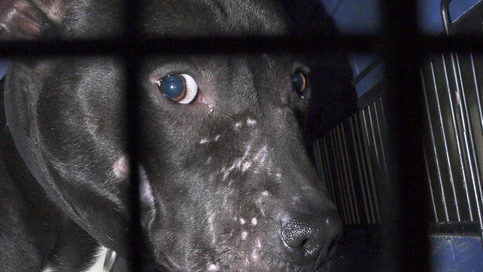 A Pitbull Terrier-type dog seized in a police raid