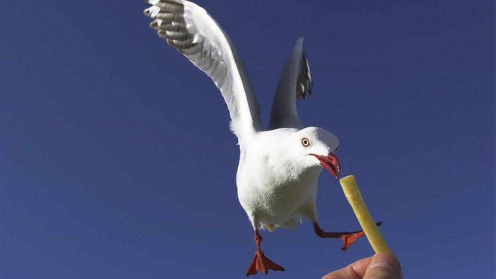 seagull pinching a chip