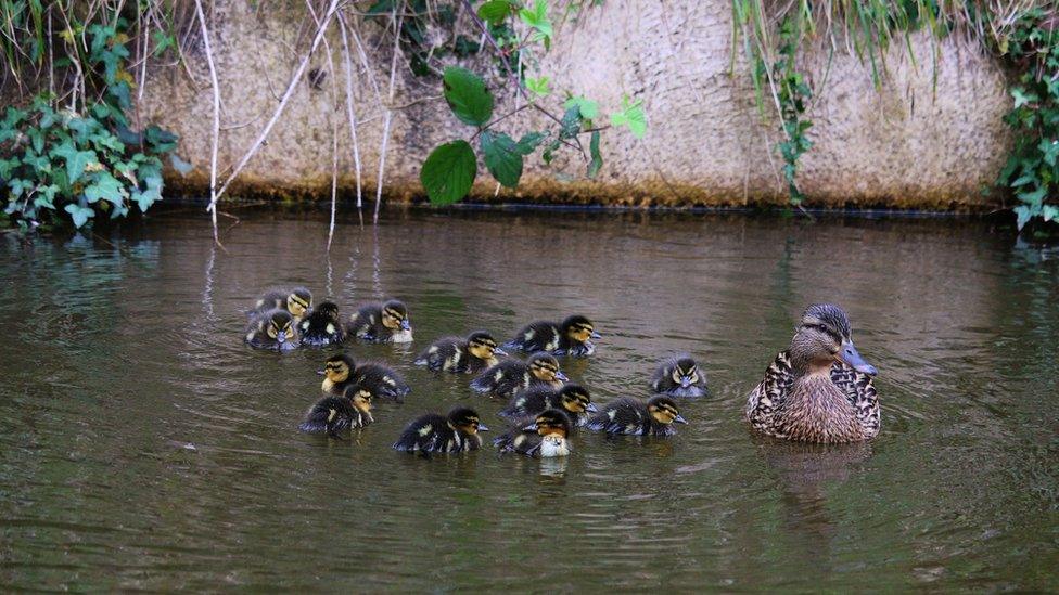 A mother duck and her fourteen ducklings