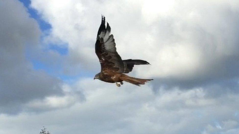 Red kite