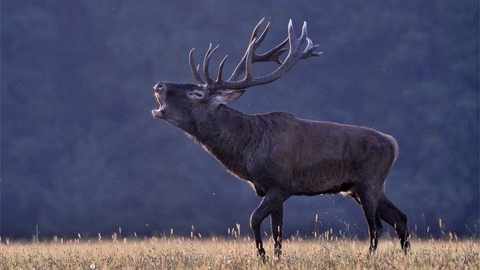 Red deer during the rutting season