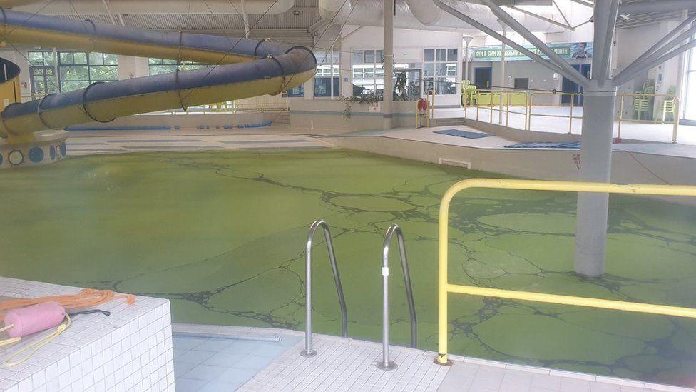 A green layer of algae formed on the surface of the pool formed while it was closed during the pandemic