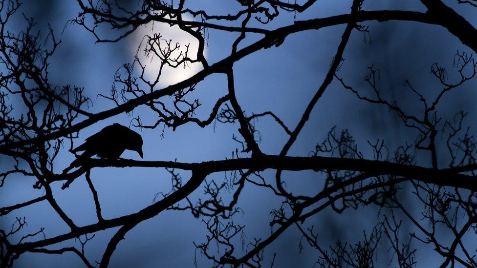 A crow on a branch with the Moon behind him