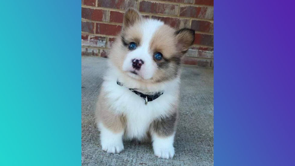 A picture of a small fluffy dog with blue eyes