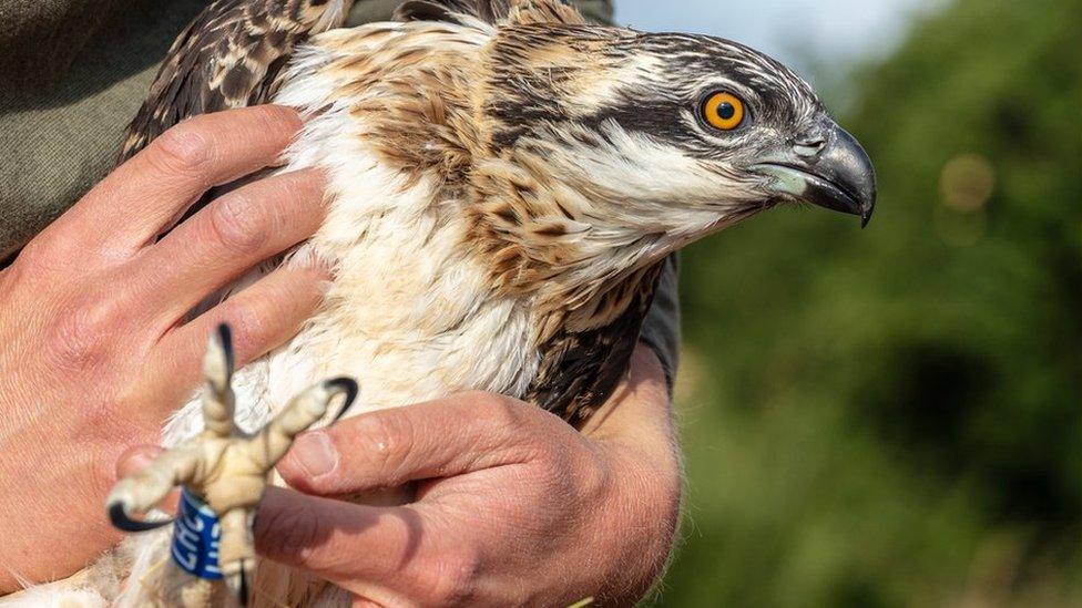 Osprey at Belvoir Castle