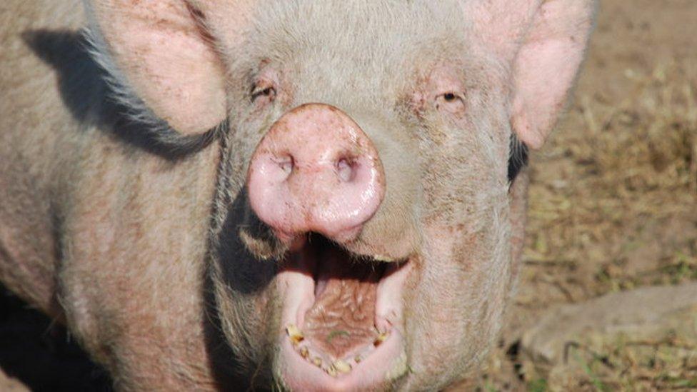 A happy Pwllheli pig
