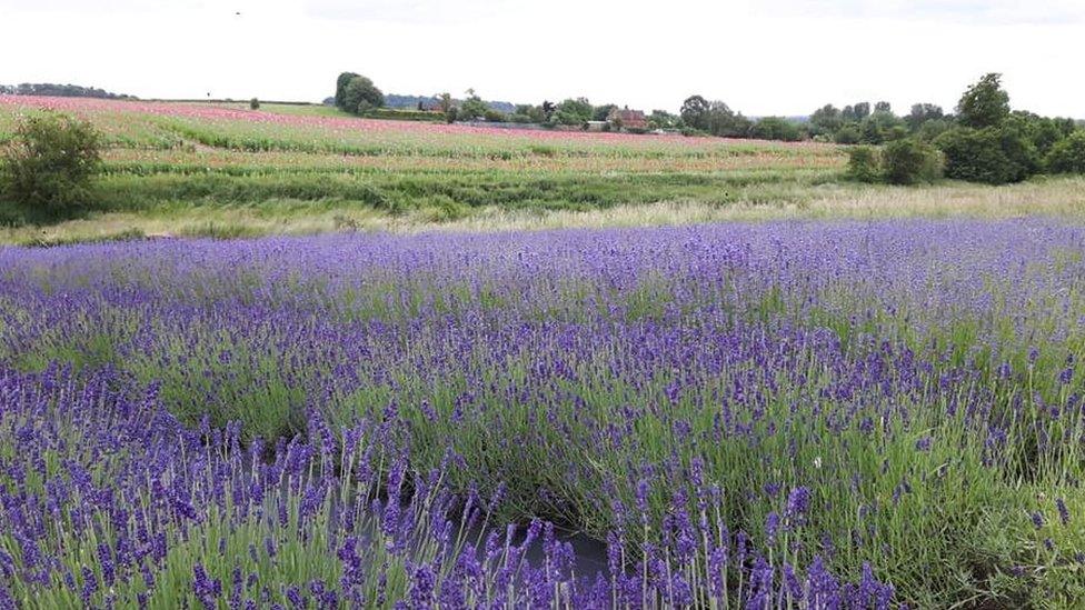 Lavender fields