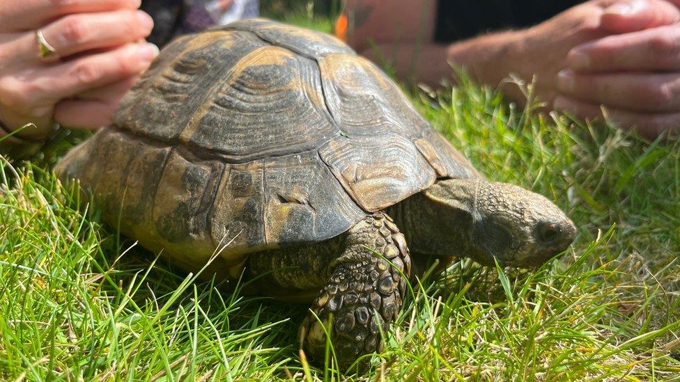 Twin the tortoise in her back garden